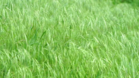 Green grass background on the meadow. Springtime Stock Footage 260896122