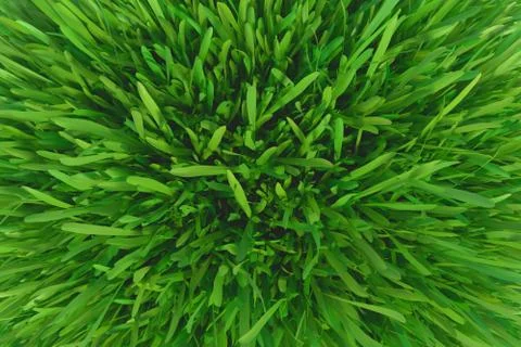 Green grass background. Natural background. Top view. 3d rendering. 스톡 일러스트