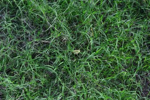 Green grass background, nature texture Stock Photos