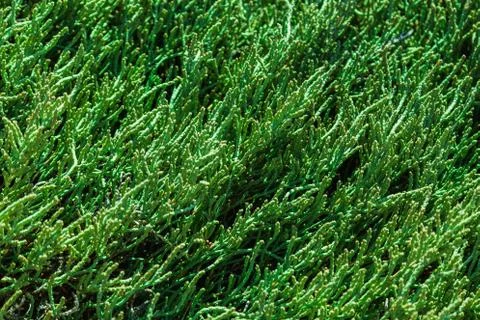 Green grass background or pattern Stock Photos