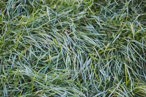 Green grass - background or texture, wide angle Stock Photos