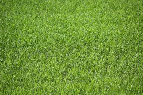 Green grass as background or texture Stock Photos