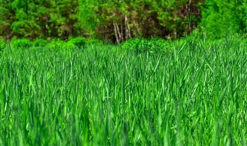 Green grass background or texture. Lawn with fresh grass, Banner with long gr Foto stock