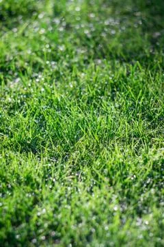 Green grass background overlay Stock Photos