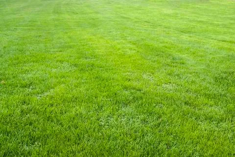 Green grass background-pattern Stock Photos