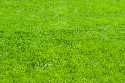 Green grass background-pattern Stock Photos