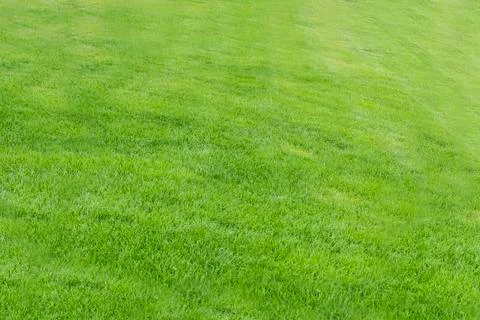 Green grass background-pattern Stock Photos