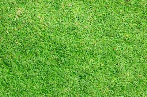 Green grass background Stock Photos