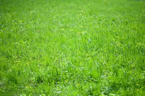 Green grass background Stock Photos