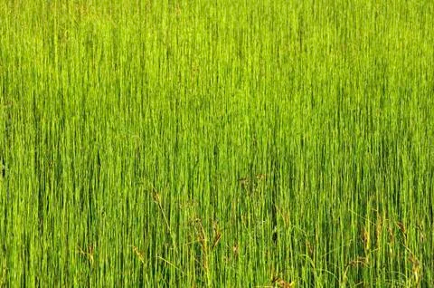 Green grass background Stock Photos