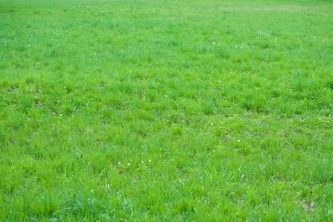 Green grass background Foto stock