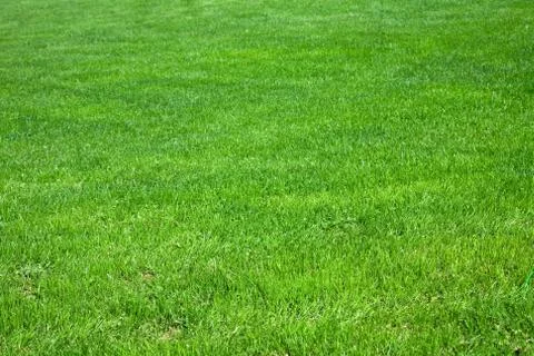 Green grass background Stock Photos