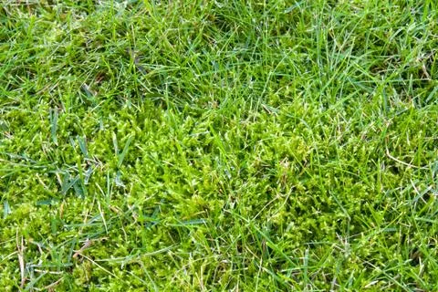 Green grass background 库存照片