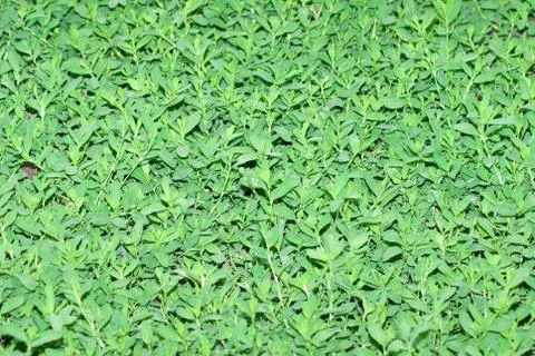 Green grass background Stock Photos
