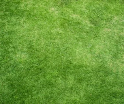 Green grass background Foto stock