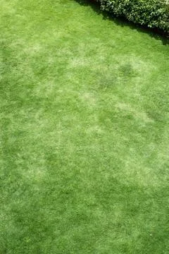 Green grass background Foto stock