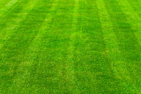 Green grass background Foto stock