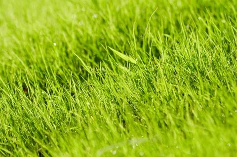 Green grass background Stock Photos