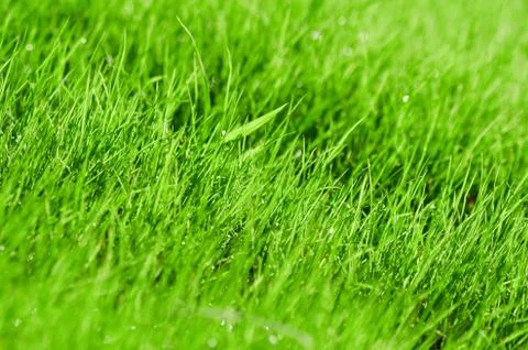Green grass background Stock Photos