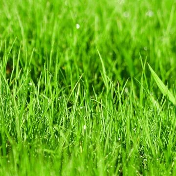 Green grass background Stock Photos