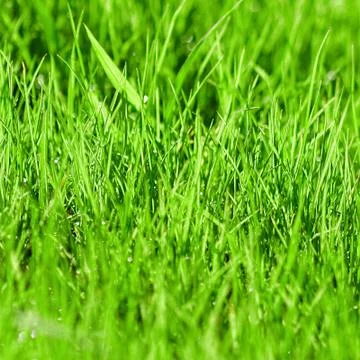 Green grass background Stock Photos