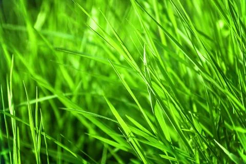 Green grass background Stock Photos