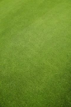 Green grass background Foto stock