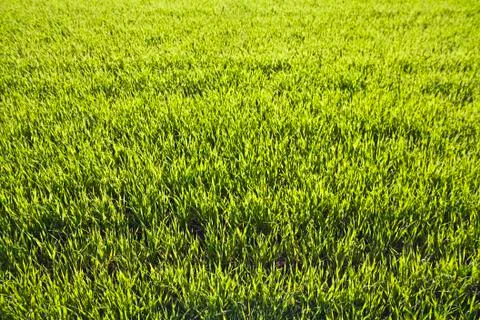 Green grass background Stock Photos