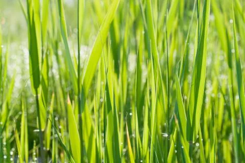 Green grass background Stock Photos