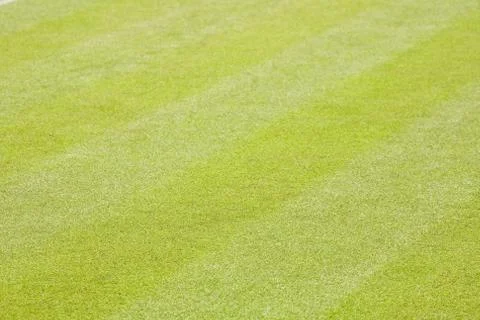 Green grass background Stock Photos