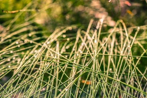 Green grass background Stock Photos