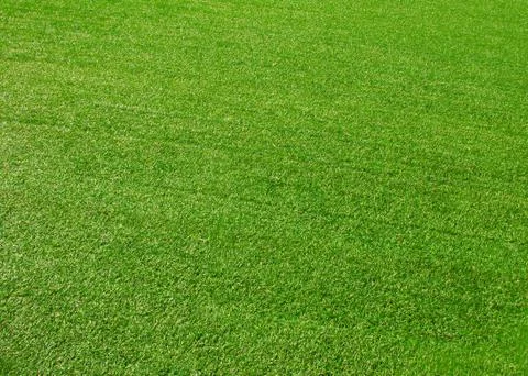 Green grass background Stock Photos