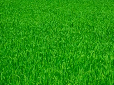 Green grass background Stock Photos