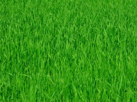 Green grass background Stock Photos