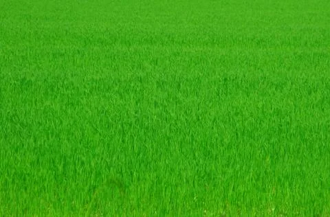 Green grass background Stock Photos