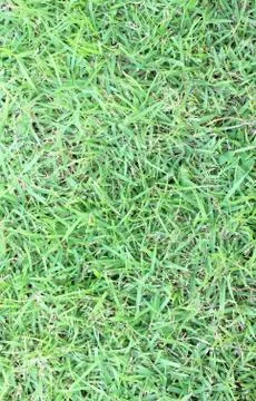 Green grass  background. Stock Photos
