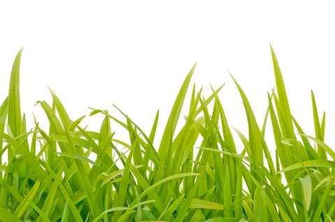 Green grass background Stock Photos