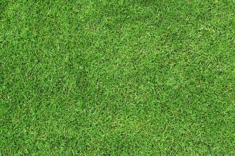 Green grass background Stock Photos