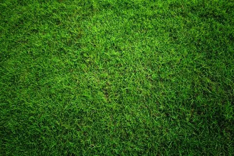 Green grass background. Stock Photos