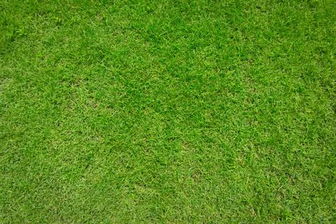 Green grass background Stock Photos