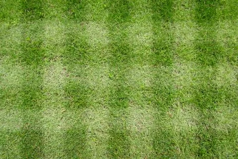 Green grass background Stock Photos