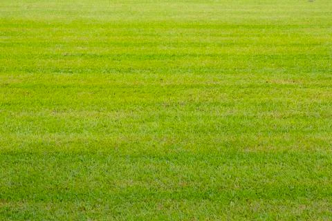 Green grass background 스톡 사진