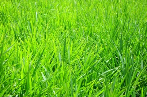Green grass background Stock Photos