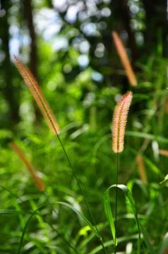 Green grass background Stock Photos