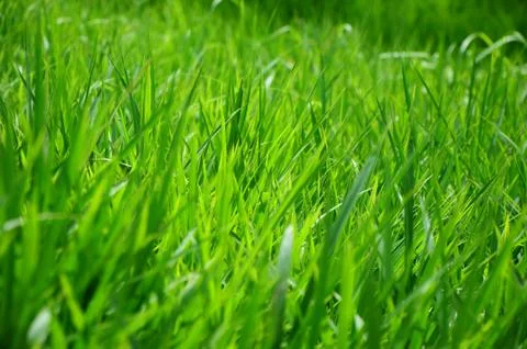 Green grass background Stock Photos