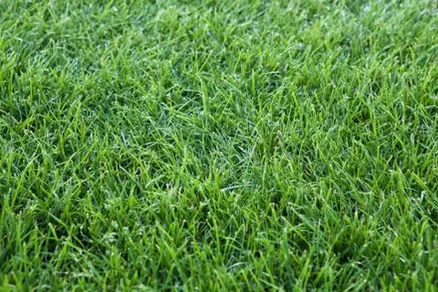 Green grass background Stock Photos