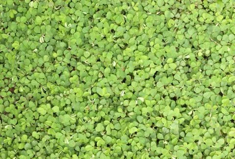 Green grass  background. Stock Photos