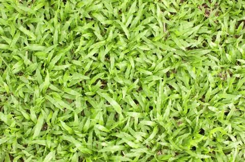 Green grass  background. Stock Photos