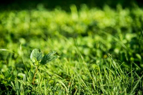 Green grass background Stock Photos