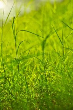 Green grass background Stock Photos